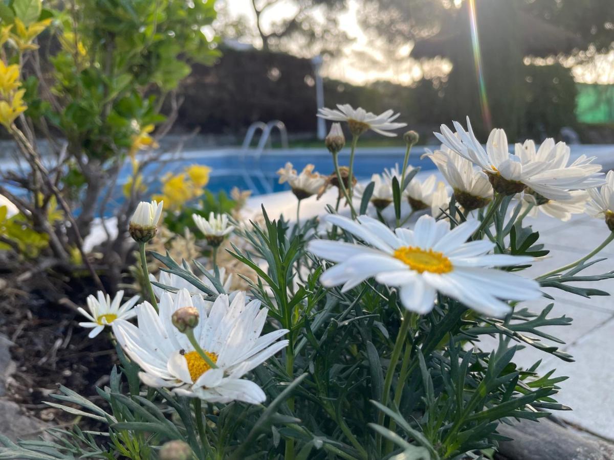 Villa Herlinda Costa Brava - With Swiming Pool Massanet De La Selva المظهر الخارجي الصورة